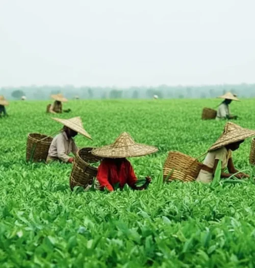 Complete Guide to Royal Assam Chai History, Processing, Tea Types & Benefits